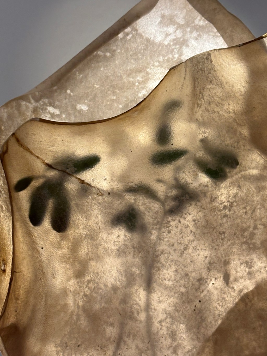 Coming soon: exhibition by Lyuba&nbsp;Sautina